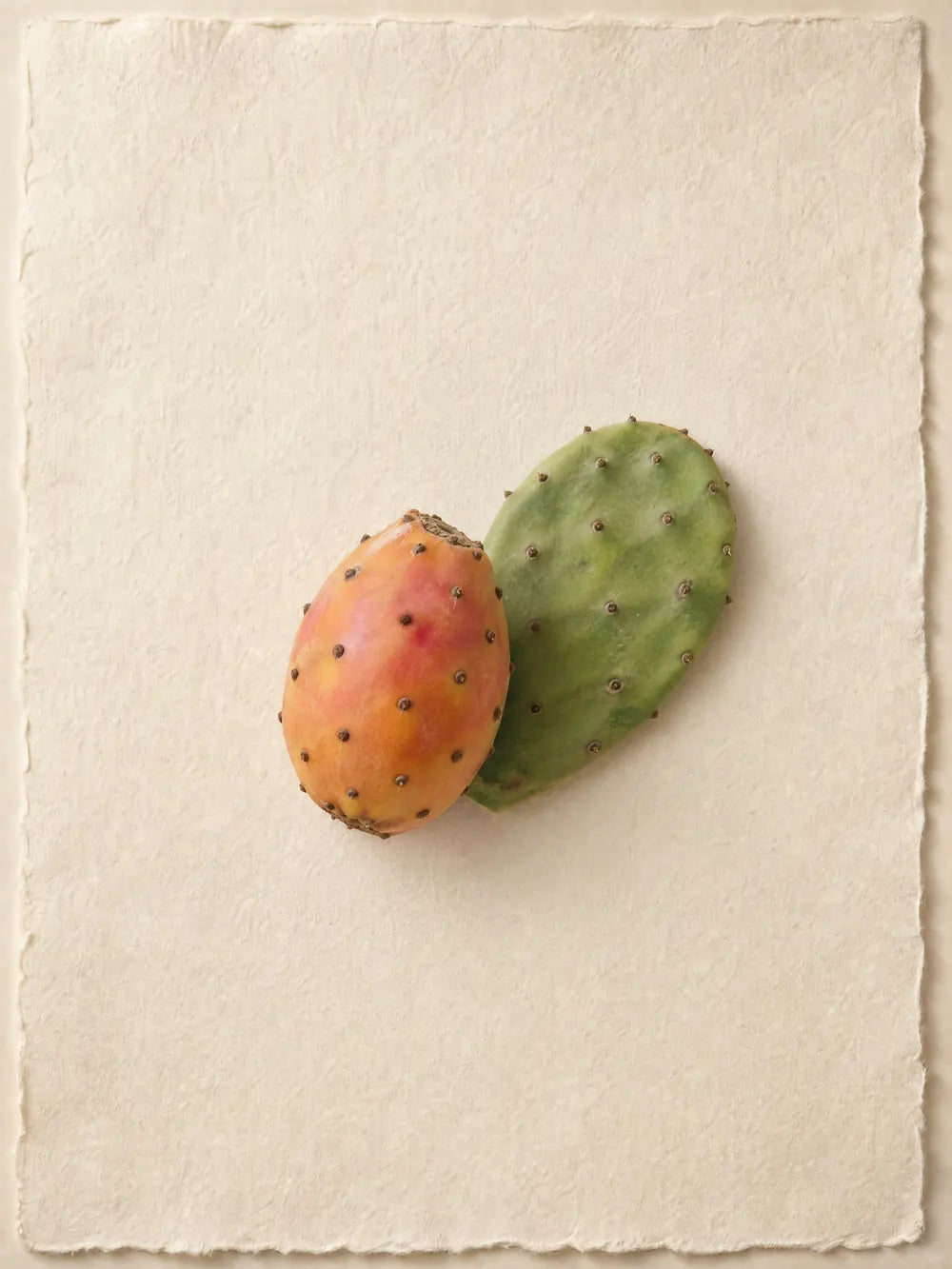 Un frutto di fico d'india accanto a una piccola pala di fico d'india, su un foglio di carta a mano color crema.