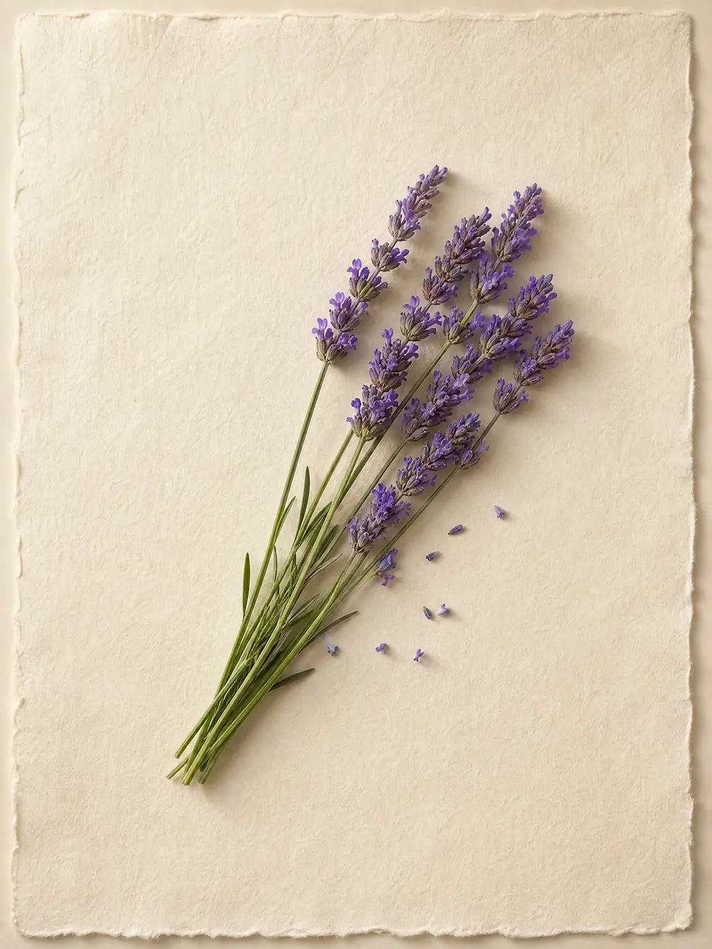 Un mazzetto di lavanda fresca posato su un foglio di carta a mano color crema.