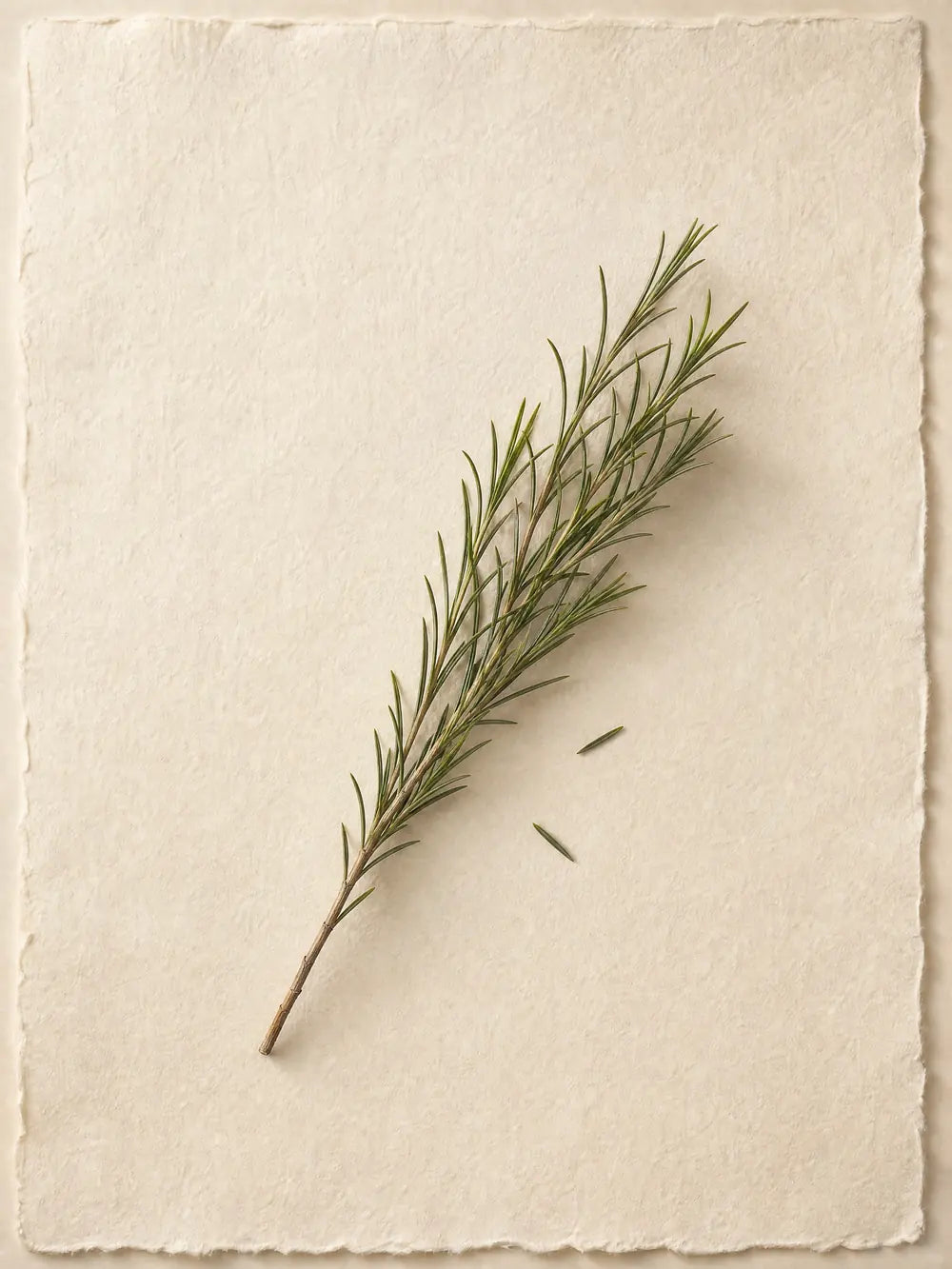 Un rametto di tea tree dalle foglie sottili posato su un foglio di carta a mano color crema.